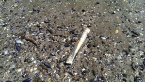 Razor shell among millions of  other sea shells. We have seen people fishing for them using water bottles. Apparently razor shells make  a delicious soup